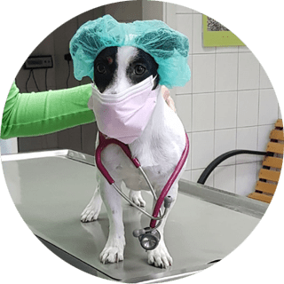 Tierarzt Anklam Leistungen