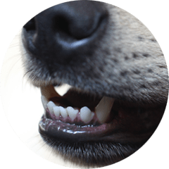 Zahnprobleme Haustiere