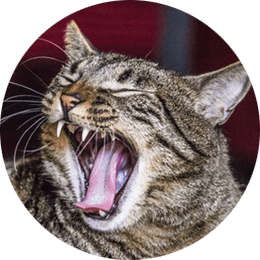 Zahnheilkunde Tierarztpraxis Platz
